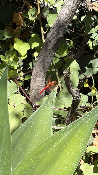 red friend