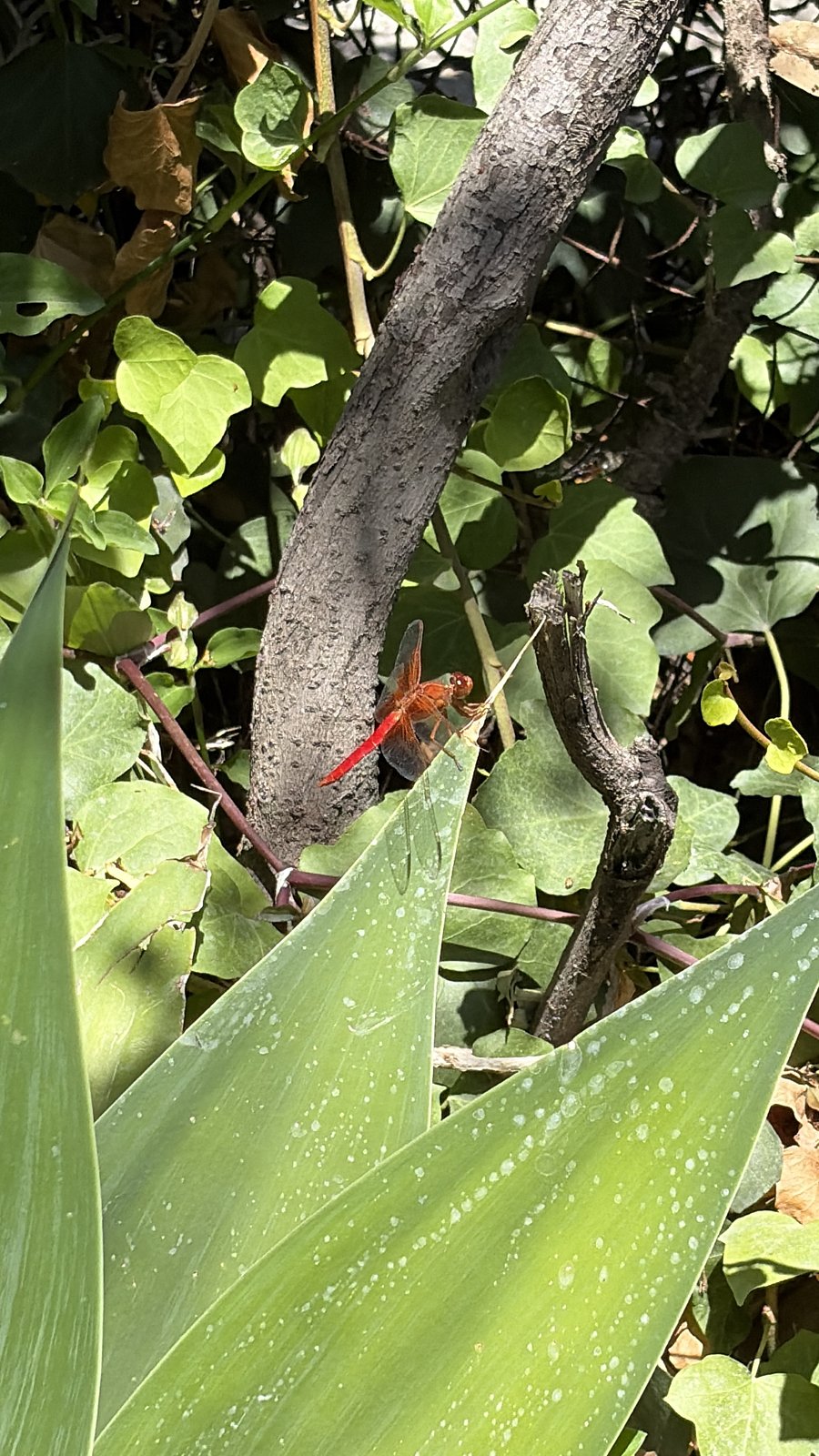 red friend